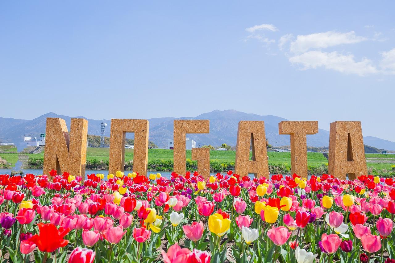 春花烂漫、春天的福冈・宗像旅