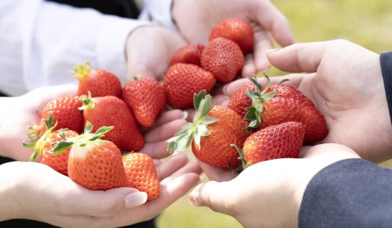 [Tourist farm] Munakata Strawberry Farm