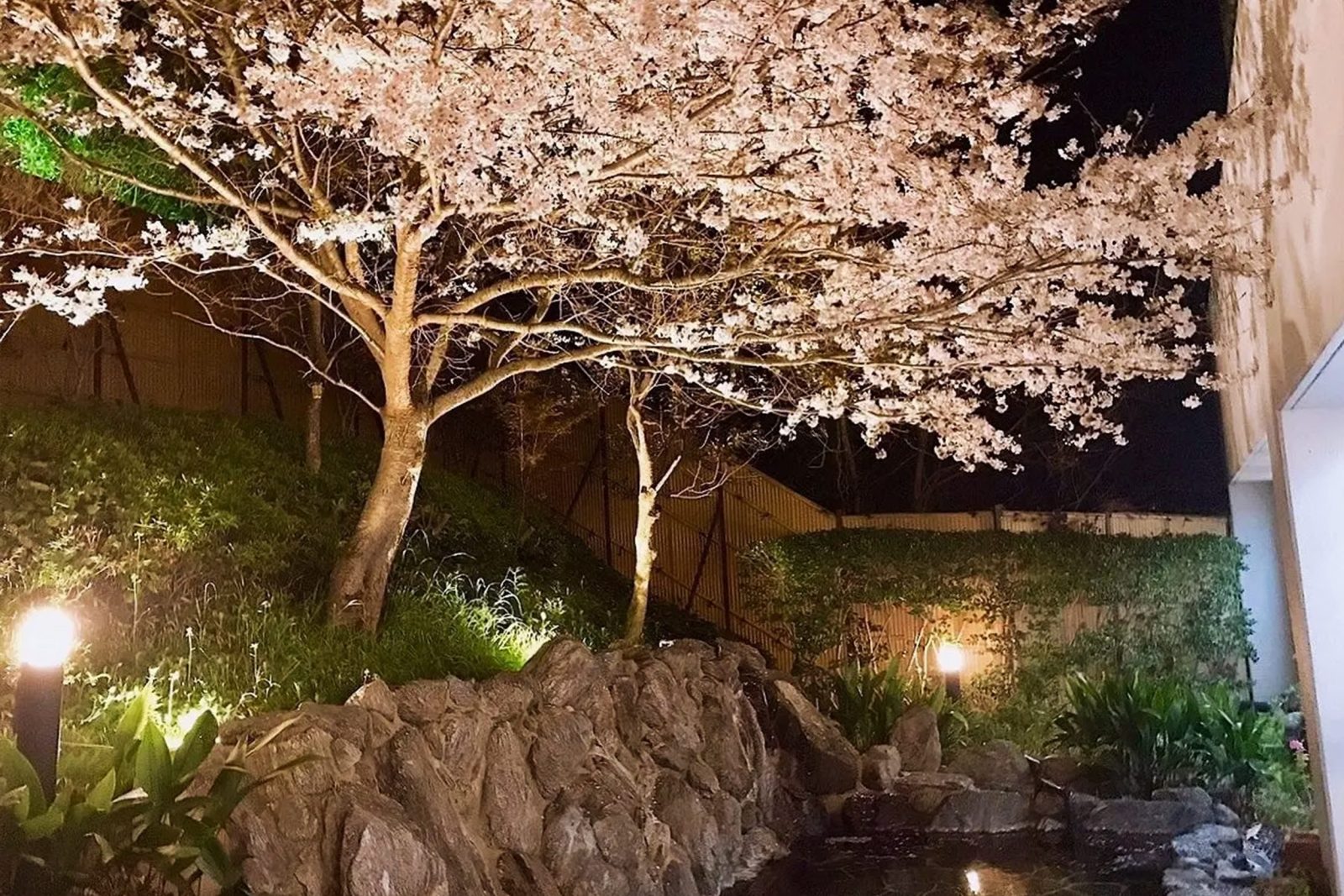 Night cherry blossoms