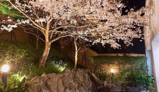 Night cherry blossoms