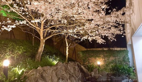 Night cherry blossoms