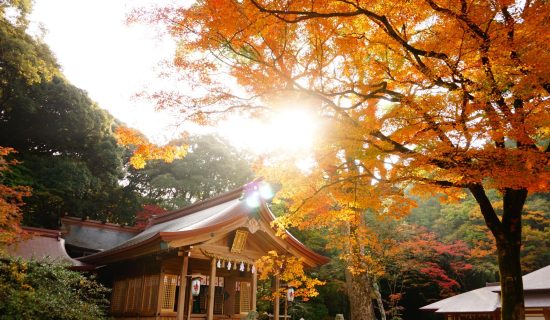 【Autumn】 Autumn leaves and superb view recommended spots