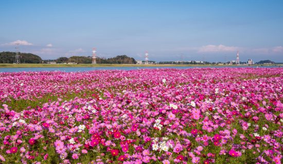 【Autumn】 Cosmos Recommended Spot