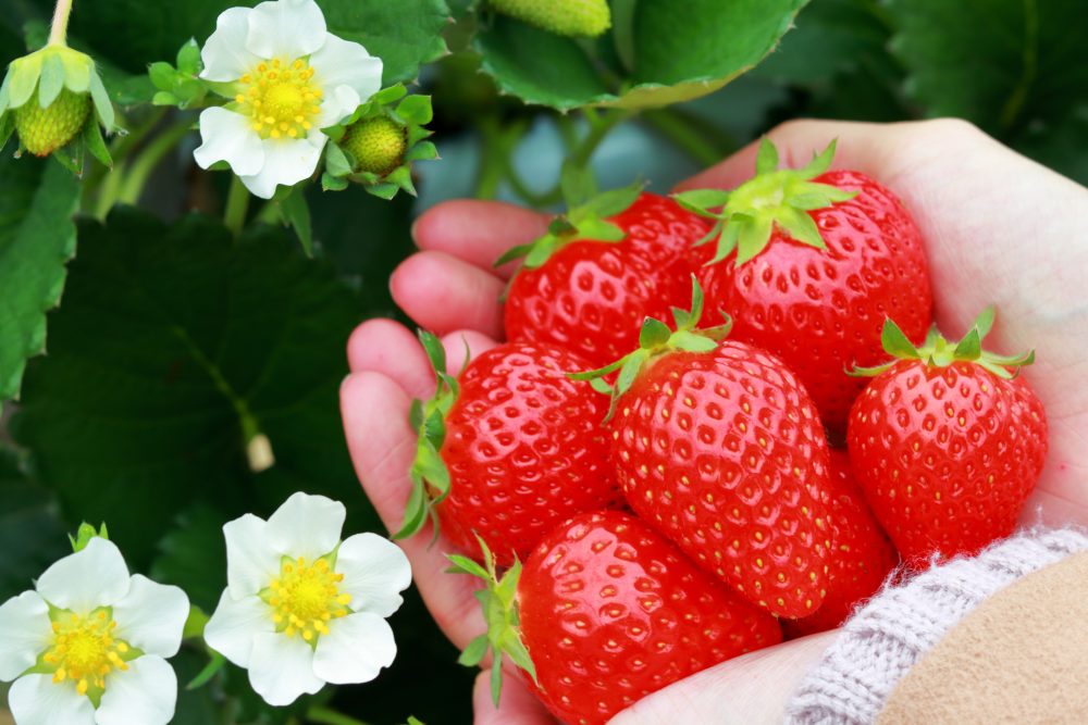 [Tourist farm] Munakata Strawberry Farm