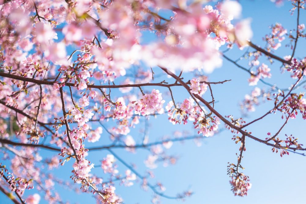 [Spring Recommended] Around the hotel cherry blossom viewing spots