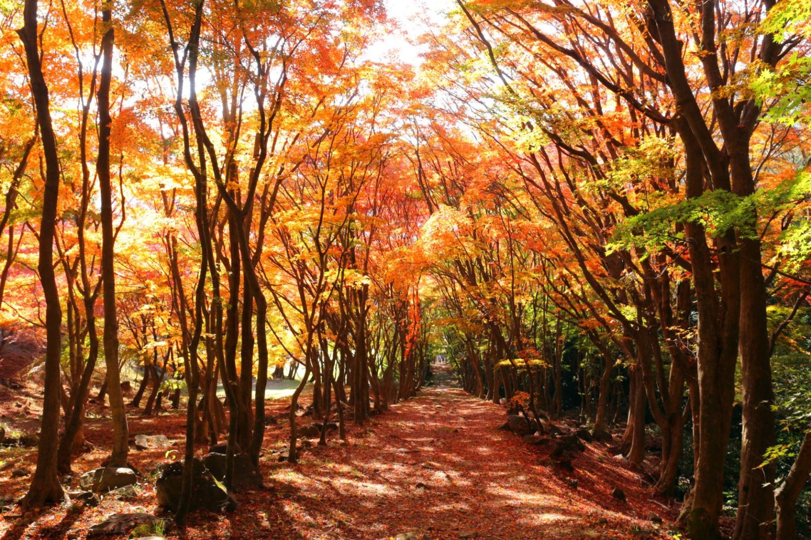 메인 비주얼 이미지 |머큐어 후쿠오카 무나카타 리조트 & 스파