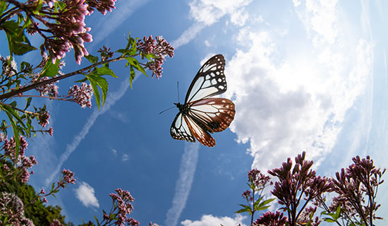 가을의 아사기마다라