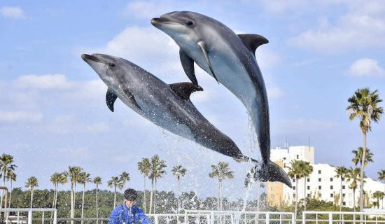 海洋世界海的中道