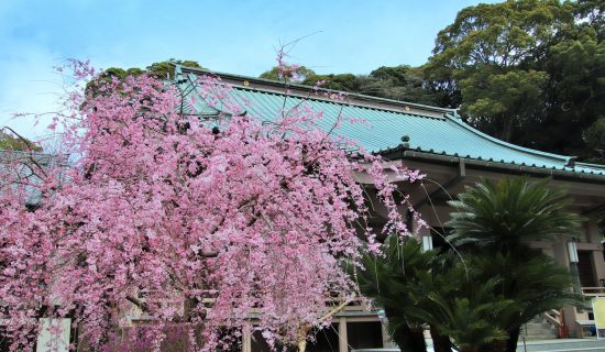 【花與祈願之寺】鎮國寺