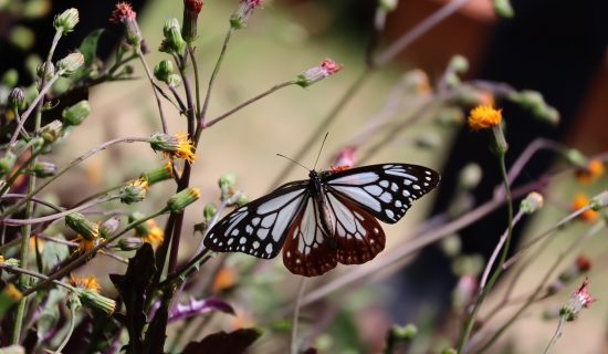 在水仙花休息的牽牛花斑