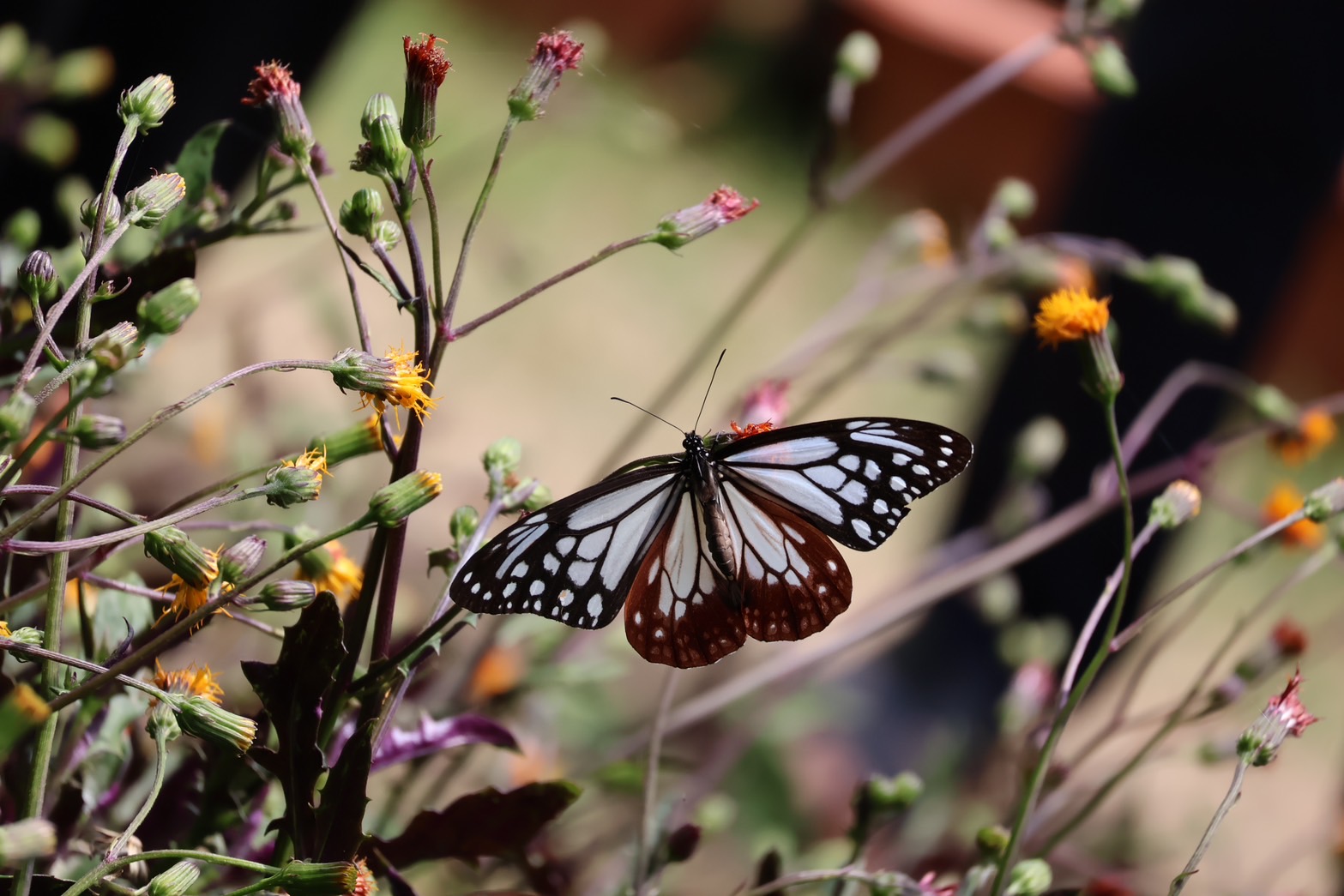 在水仙花休息的牽牛花斑