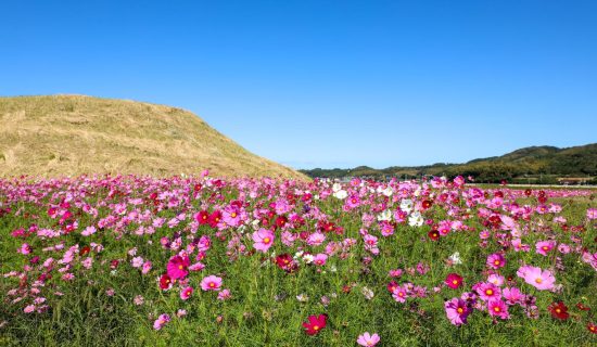 【世界遺產】新原·奴山古墳群