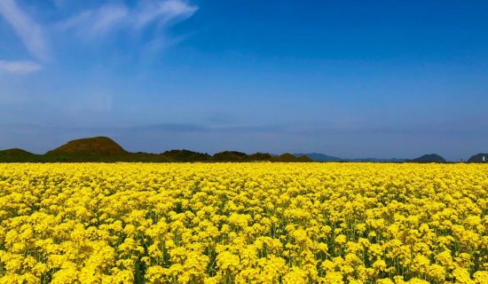【世界遺產】新原·奴山古墳群
