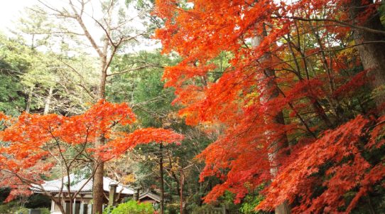 鎮國寺
