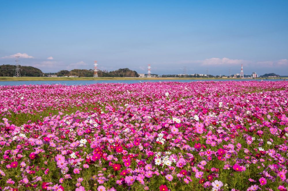 【Autumn】大波斯菊推薦景點