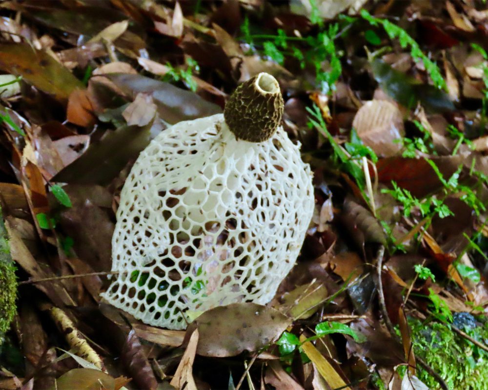 ウスキキヌガサダケ